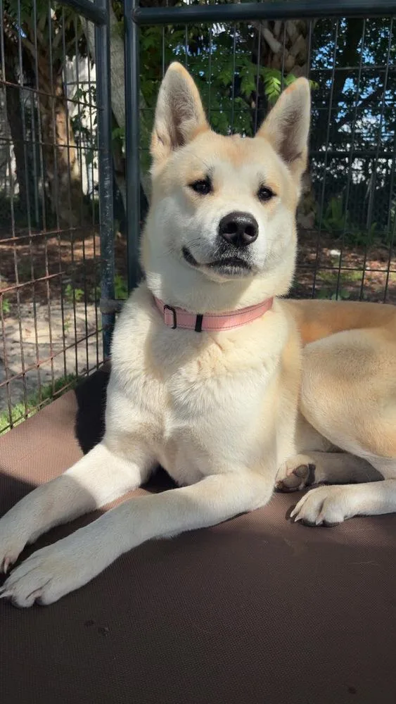 An adult large-sized female Akita dog named Oakley for adoption in Lakeland, FL