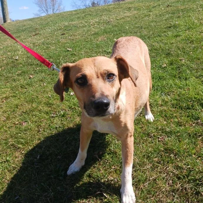 An adult medium-sized female Yellow / Tan / Blond / Fawn Mixed Breed dog named Pepper for adoption in Kittanning, PA