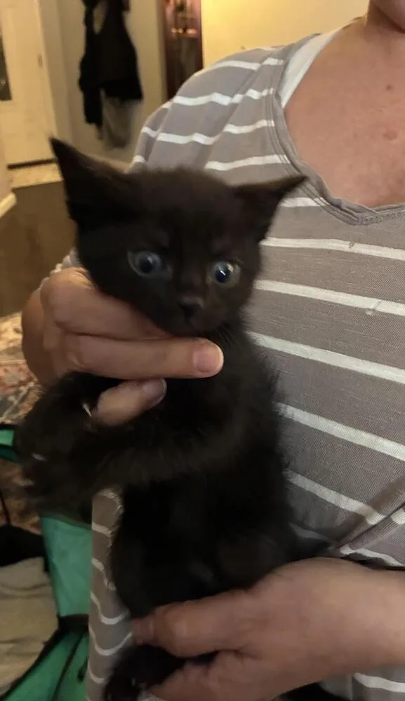 A baby small-sized female Gray / Blue / Silver Bombay cat named Jupiter for adoption in Lancaster, CA
