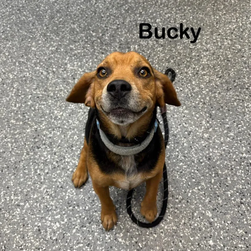 Bucky