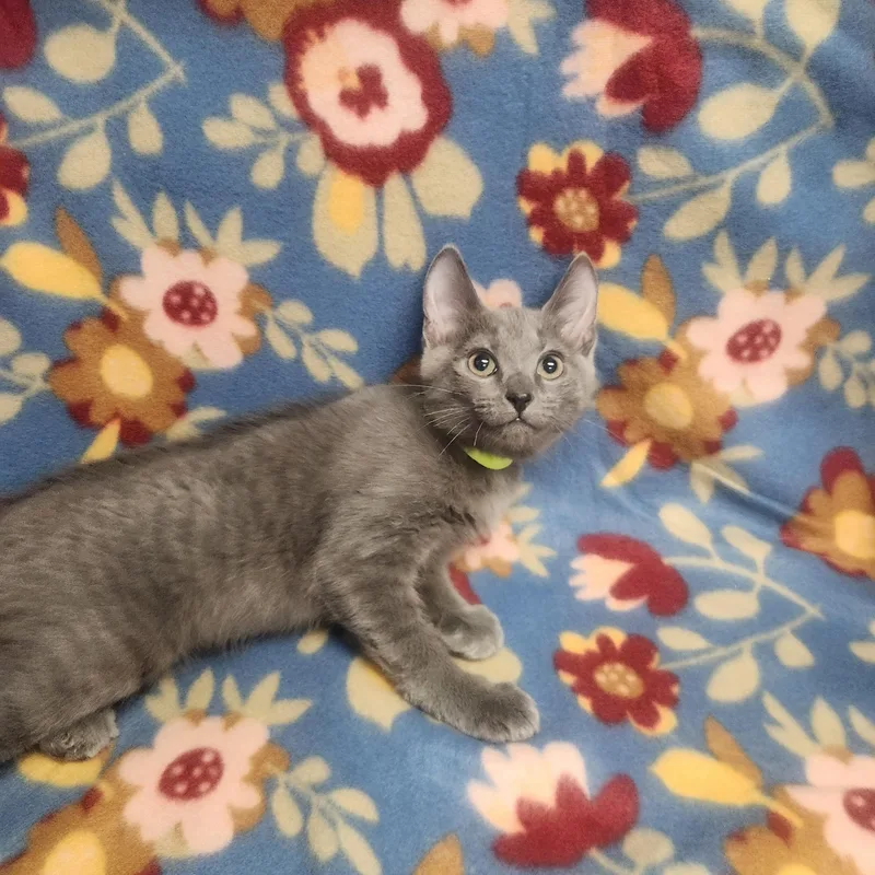 A baby medium-sized male Gray / Blue / Silver Domestic Short Hair cat named Chaz for adoption in Hagerstown, MD