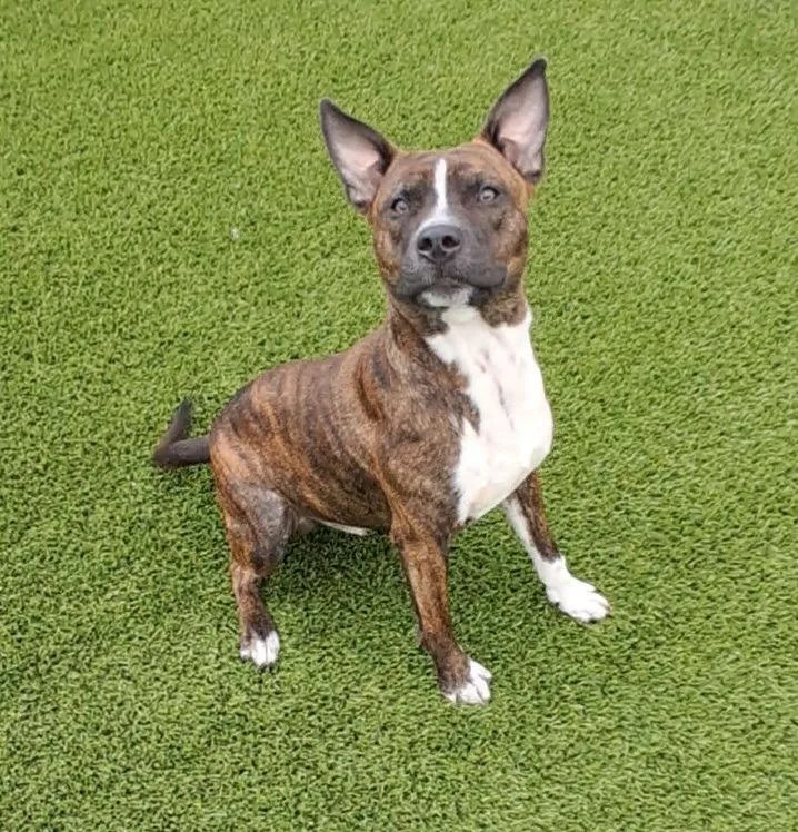 A young medium-sized male Brindle Staffordshire Bull Terrier dog named Ziti for adoption in Frankfort, KY