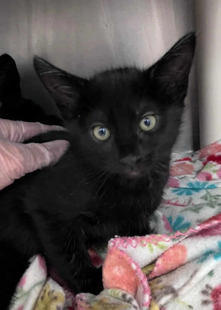 A baby medium-sized male Domestic Short Hair cat named Clavicle for adoption in Cincinnati, OH