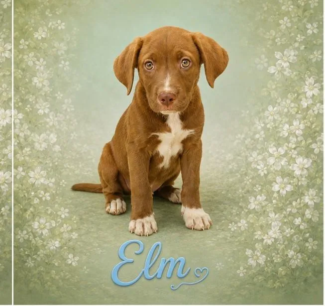 A baby medium-sized female Mixed Breed dog named Elm for adoption in Toms River, NJ