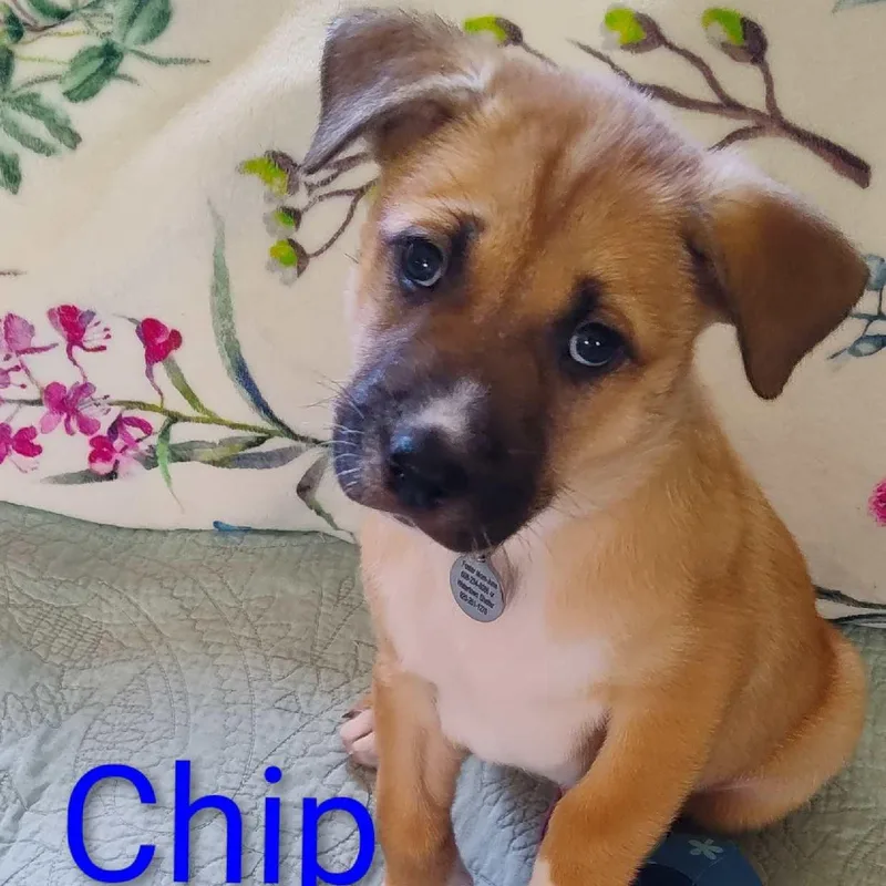 Chip thumbnail 2
