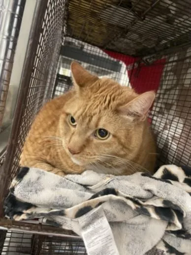 A senior large-sized male Domestic Short Hair cat named Garfield for adoption in Van Nuys, CA