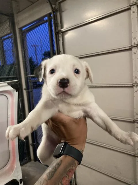 A young large-sized female Mixed Breed dog named Lily for adoption in Dallas, TX