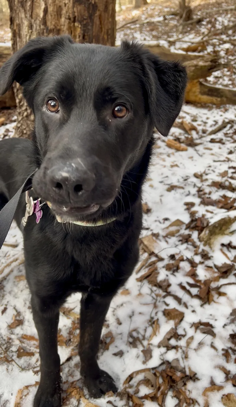 Sandwich thumbnail 2