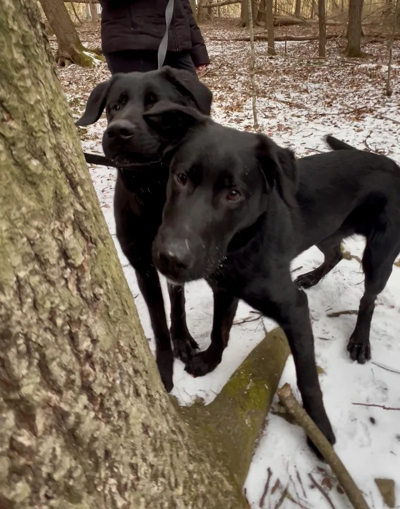 Sandwich thumbnail 3