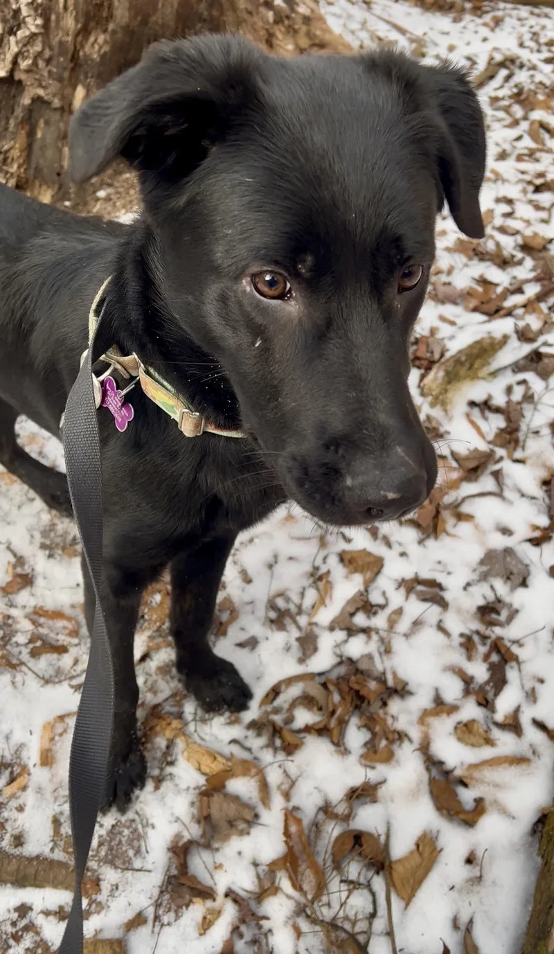 Sandwich thumbnail 5