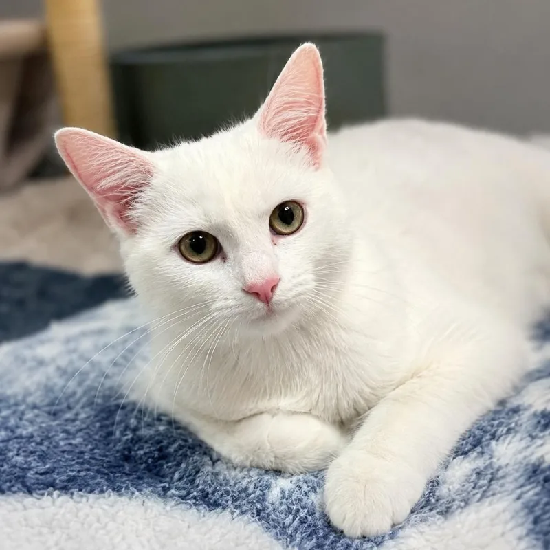 A baby small-sized male White Domestic Short Hair cat named Ozzy in Stevensville for adoption in Alexandria, VA