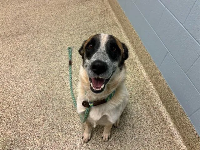 A young large-sized male Australian Cattle Dog / Blue Heeler dog named Rio for adoption in Colorado Springs, CO