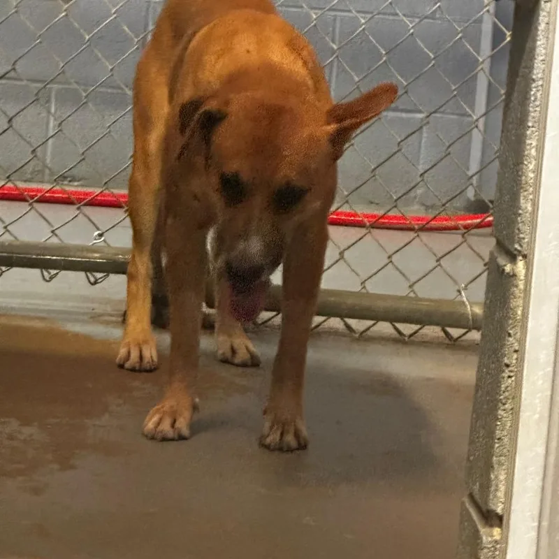 An adult medium-sized male Yellow / Tan / Blond / Fawn Mixed Breed dog named Leopole for adoption in Gadsden, AL