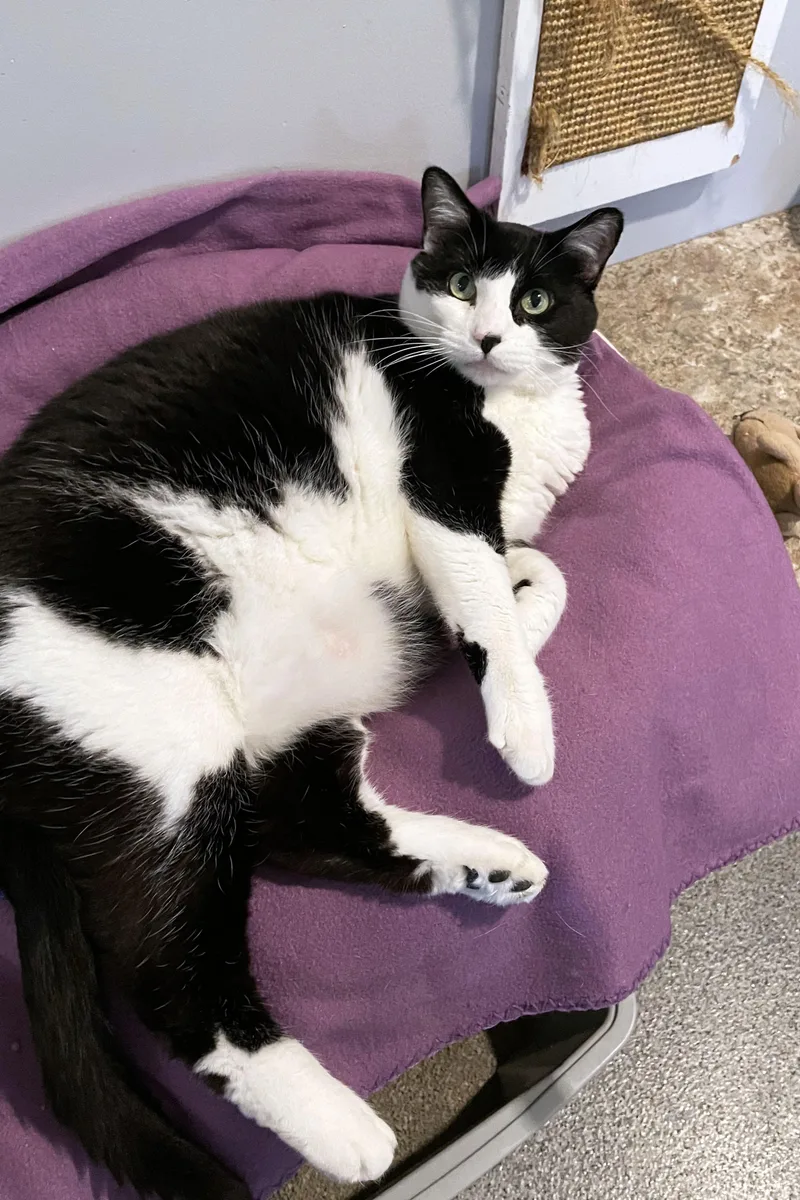 A senior large-sized female Black Domestic Short Hair cat named Maryjane for adoption in Lincoln, NE