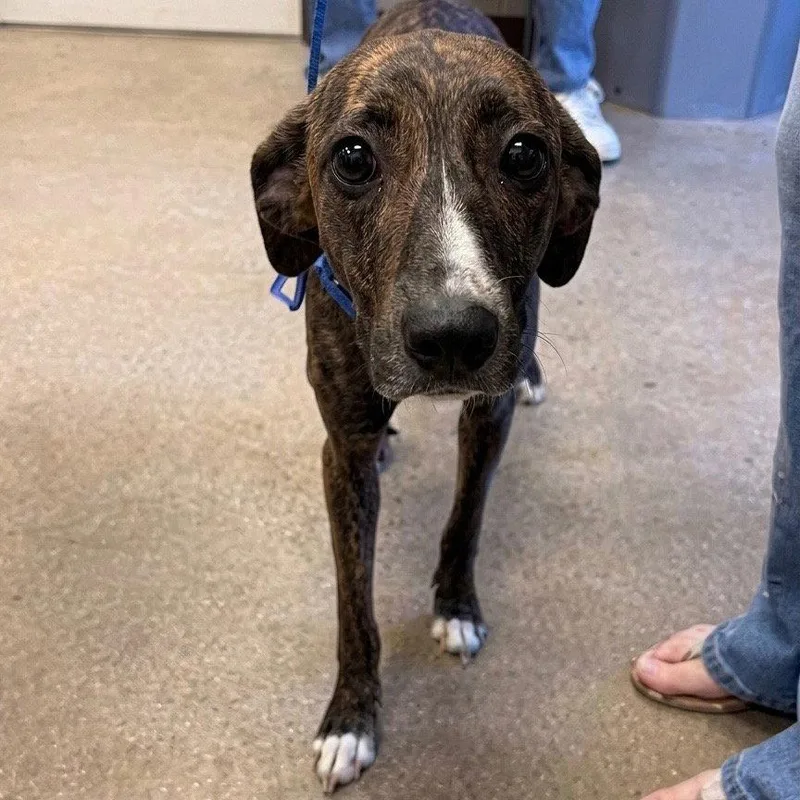 A young medium-sized female Greyhound dog named Reeses for adoption in Bloomfield, CT