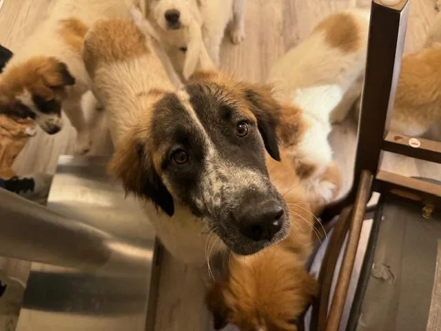 A young large-sized female Tricolor (Brown, Black, & White) Great Pyrenees dog named Kiva for adoption in Dale, TX
