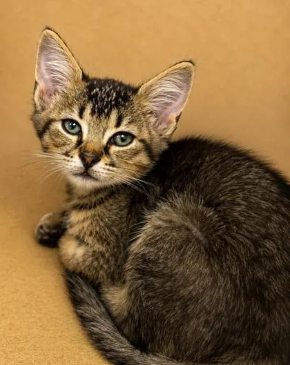 A baby small-sized female Domestic Short Hair cat named Warlock for adoption in Cumming, GA