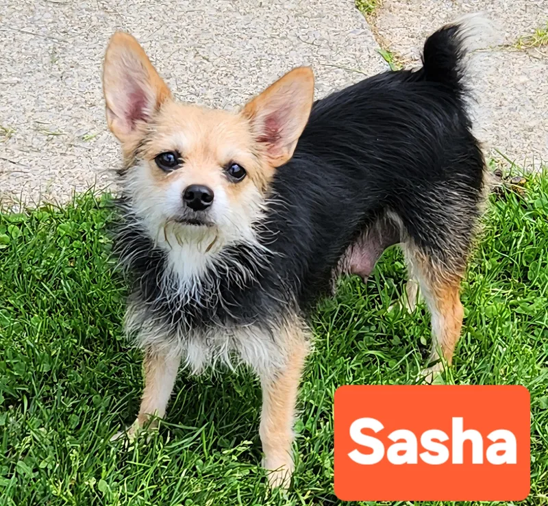 A young small-sized female Chorkie dog named Sasha for adoption in Smithfield, PA