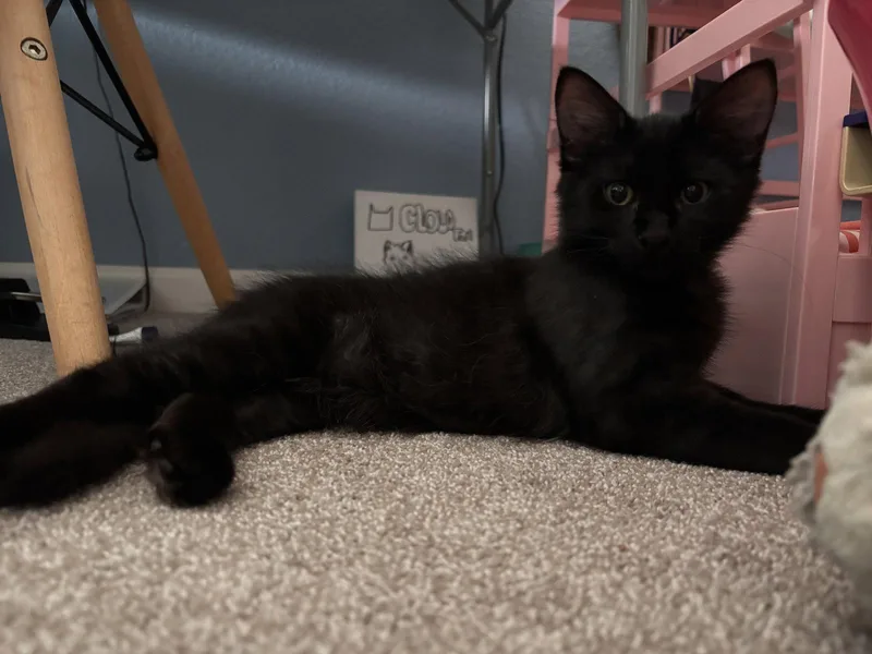 A baby medium-sized male Black Domestic Long Hair cat named Arlo for adoption in Napa, CA