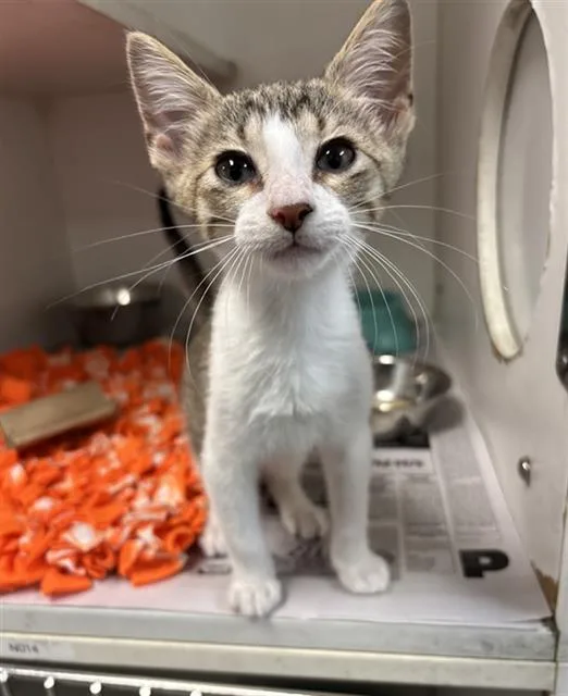 A baby small-sized male Domestic Short Hair cat named Grover for adoption in Rosenberg, TX