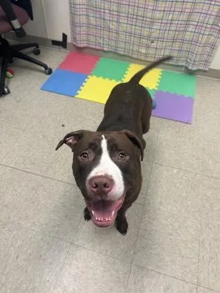 A young large-sized male Brown / Chocolate Mixed Breed dog named Six for adoption in Hamilton, OH