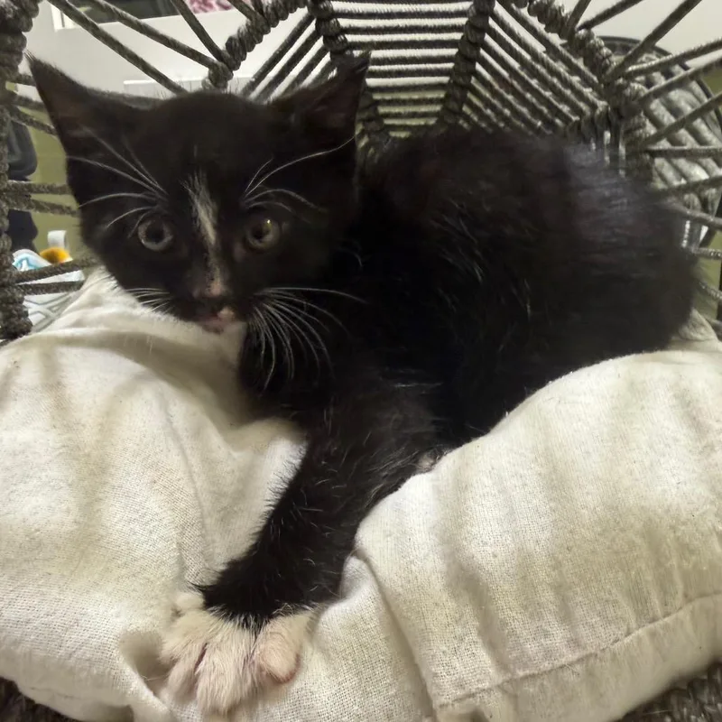 Binx