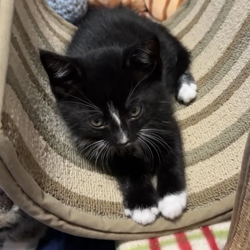 Binx thumbnail 2