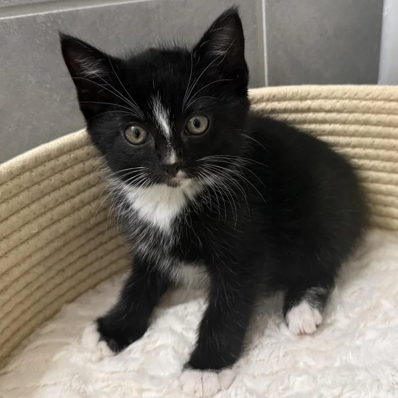 Binx thumbnail 3