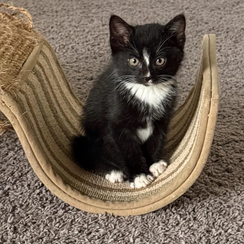 Binx thumbnail 4