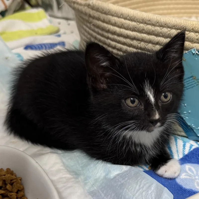 Binx thumbnail 5