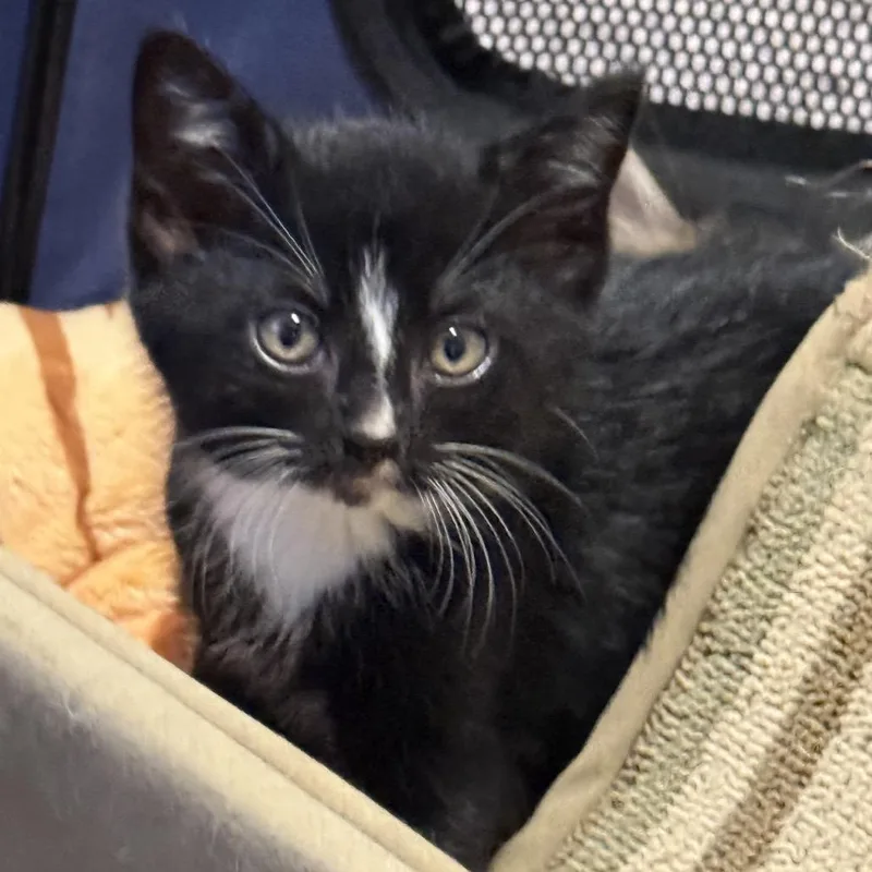 Binx thumbnail 6