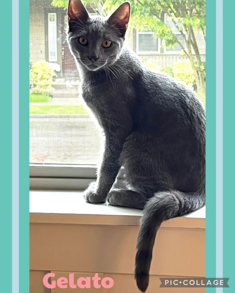 A young small-sized male Gray / Blue / Silver Domestic Short Hair cat named Gelato for adoption in Newberg, OR