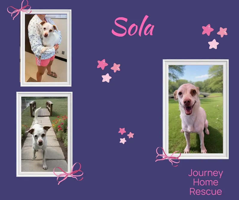 Sola