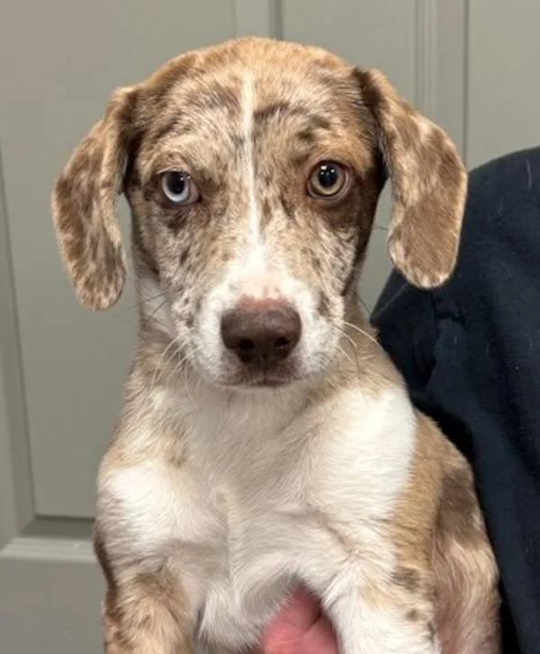 A baby medium-sized male Catahoula Leopard Dog dog named Taco for adoption in Littleton, CO