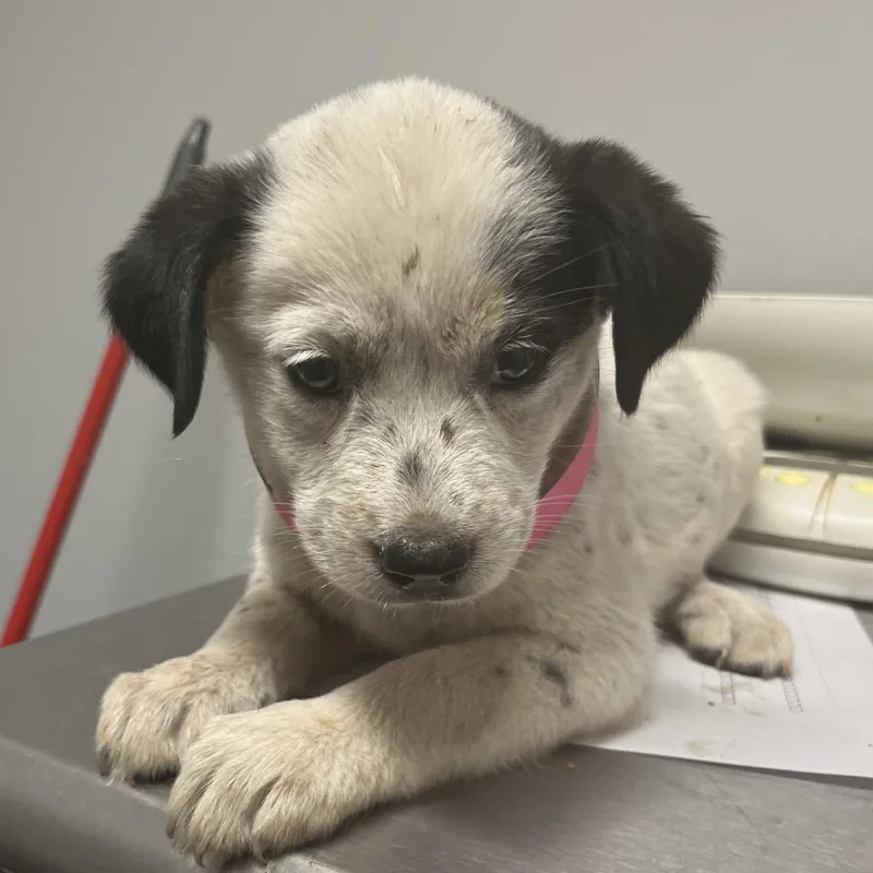 A baby small-sized female Mixed Breed dog named Puff for adoption in Chattanooga, TN