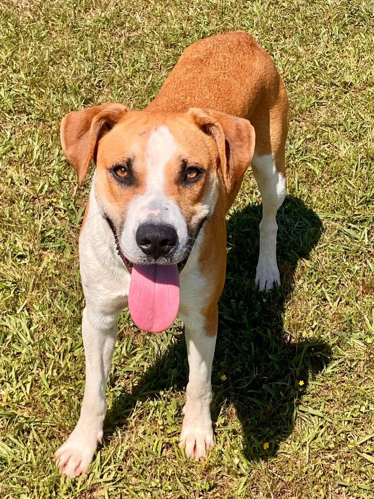 A young medium-sized male Hound dog named Utz for adoption in Bryant, AR
