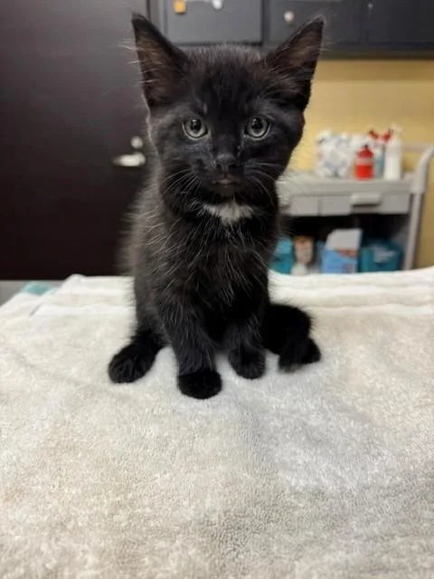 A baby medium-sized male Domestic Short Hair cat named Tom for adoption in Cookeville, TN