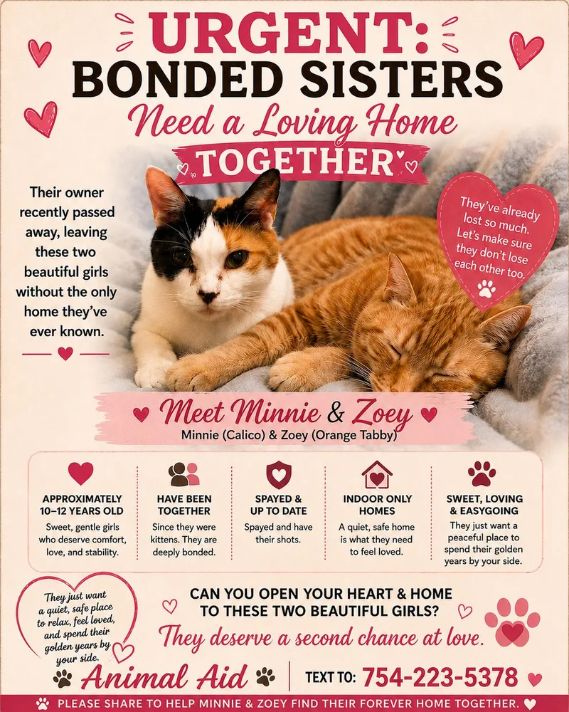 A senior medium-sized female Domestic Short Hair cat named Two sisters  one for adoption in Oakland Park, FL
