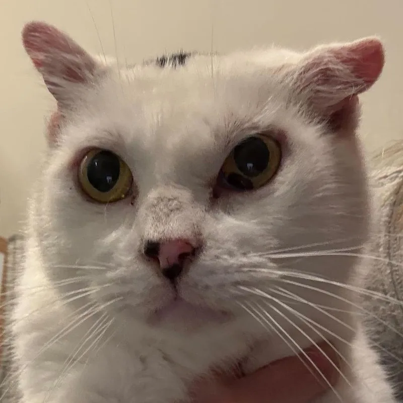 A senior medium-sized male White Domestic Short Hair cat named Limbo for adoption in Louisville, KY