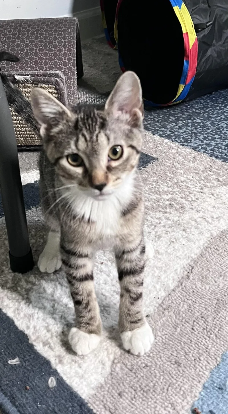 A baby medium-sized female Tabby (Gray / Blue / Silver) Domestic Short Hair cat named Angel for adoption in Moorestown, NJ