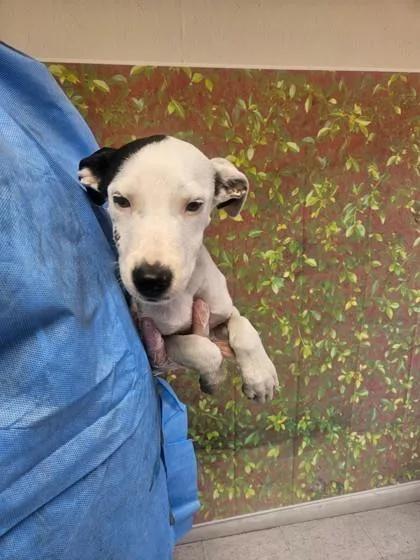 A young small-sized female American Staffordshire Terrier dog named Reagan for adoption in San Antonio, TX