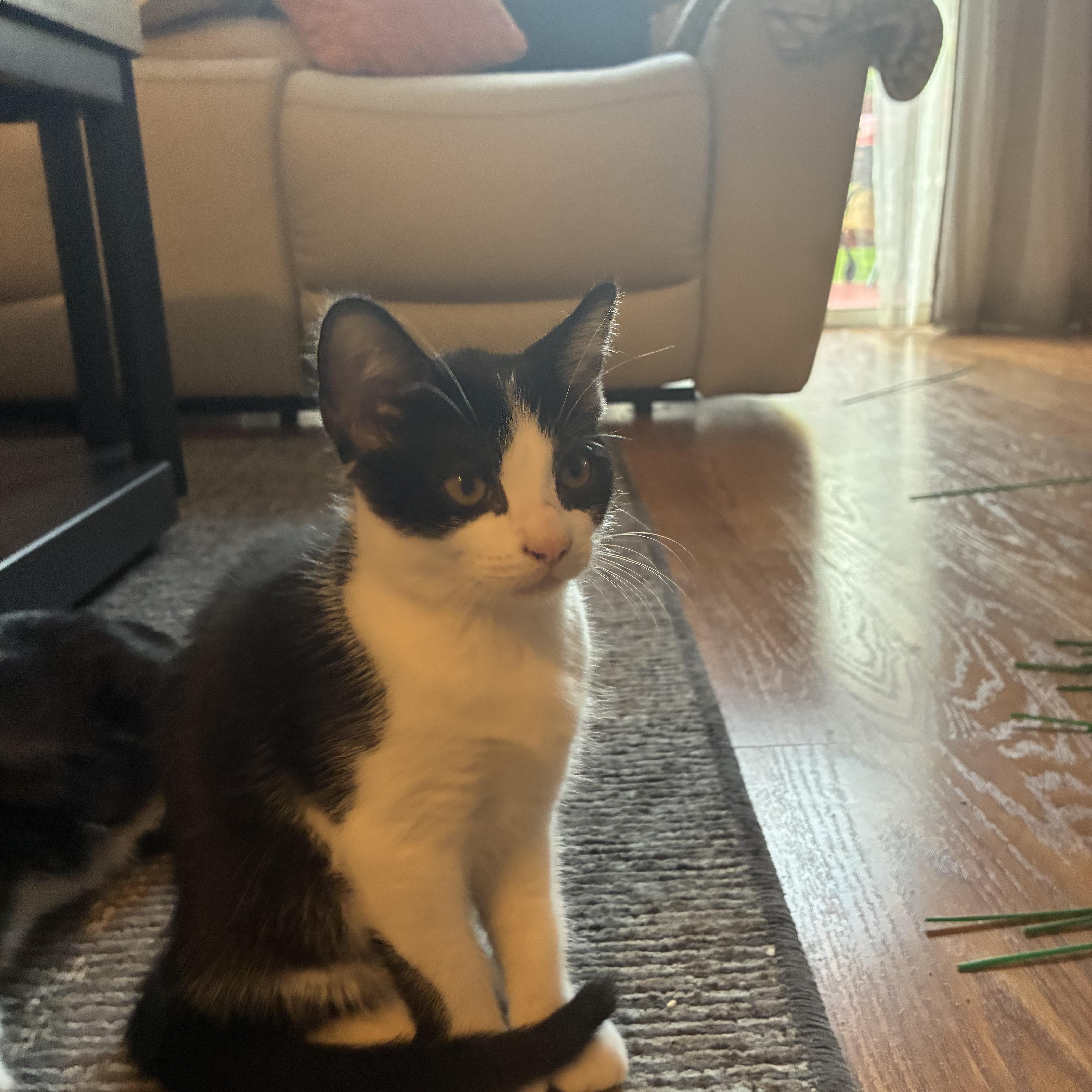 A baby medium-sized female Black & White / Tuxedo Domestic Short Hair cat named Pixel for adoption in Beltsville, MD