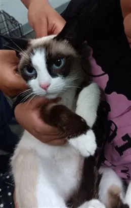 A young medium-sized female Domestic Short Hair cat named Estria for adoption in Los Angeles, CA