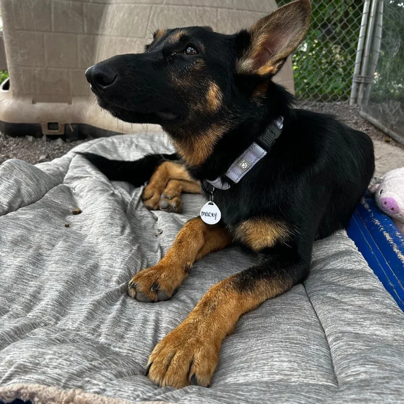 A young medium-sized female German Shepherd Dog dog named Macey for adoption in New Ringgold, PA