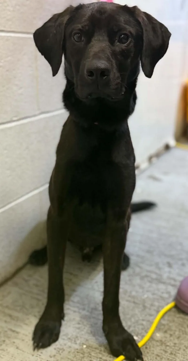 A young medium-sized male Labrador Retriever dog named Aj for adoption in Fayetteville, WV