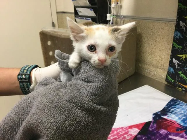 A baby small-sized female Domestic Short Hair cat named Cactus for adoption in Riverside, CA