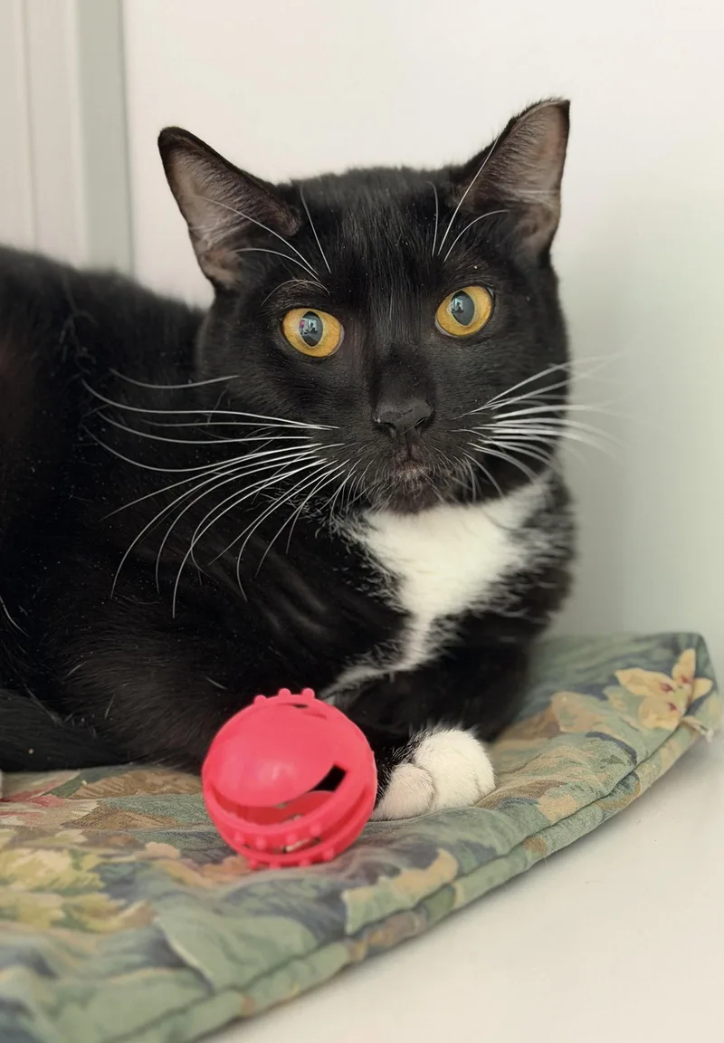 A young medium-sized female Black & White / Tuxedo Domestic Short Hair cat named Potbelly for adoption in Alexandria, VA