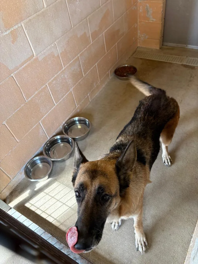A young large-sized female German Shepherd Dog dog named Gillespie for adoption in New Braunfels, TX