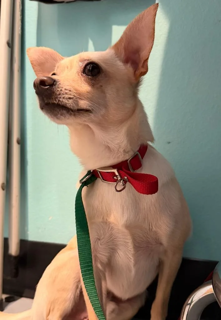 A young medium-sized male Mixed Breed dog named AD Duke for adoption in Ashland, WI