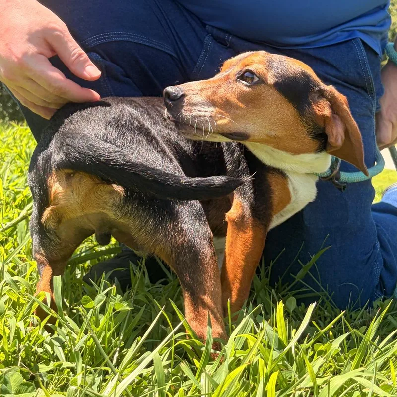 An adult small-sized male Black Beagle dog named Lox for adoption in Franklin, NC